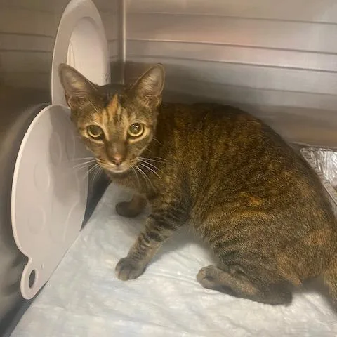A young medium-sized female Domestic Short Hair cat named Dottie for adoption in West Palm Beach, FL
