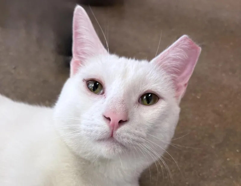 An adult medium-sized male White Domestic Short Hair cat named Phillip for adoption in Columbus, IN