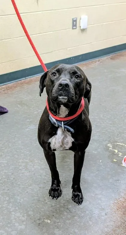 An adult medium-sized male Mixed Breed dog named Bruce Wayne for adoption in Independence, MO