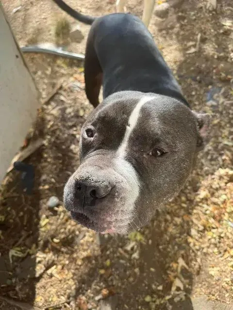 An adult large-sized male Bicolor Pit Bull Terrier dog named Cupid for adoption in LEWISTON, ID