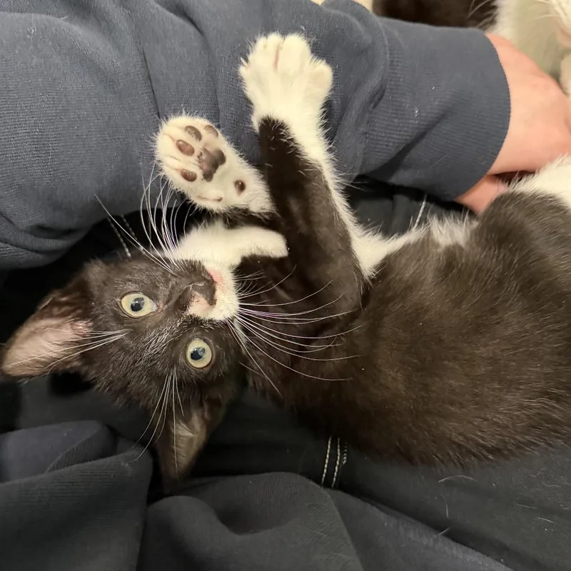 A baby small-sized male Black Domestic Short Hair cat named Capybara for adoption in Enfield, NH