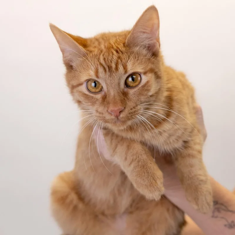 A baby medium-sized male Orange / Red Domestic Short Hair cat named Heathcliff for adoption in Buffalo, MN