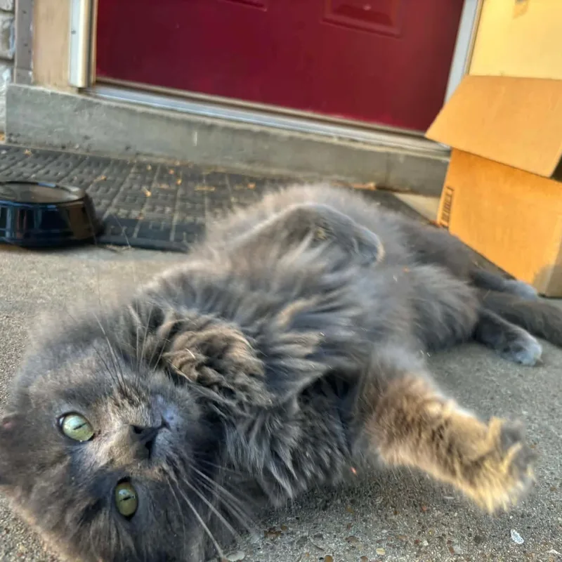 An adult medium-sized male Gray / Blue / Silver Domestic Long Hair cat named Walter for adoption in Memphis, TN