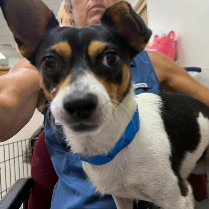 An adult small-sized male Brown / Chocolate Mixed Breed dog named Deuce Nicholas for adoption in Chattanooga, TN