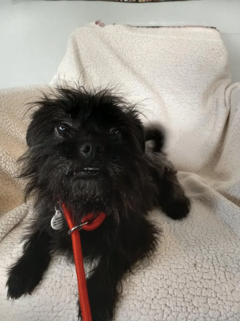 A young small-sized female Black Affenpinscher dog named Gretel for adoption in Phoenix, AZ
