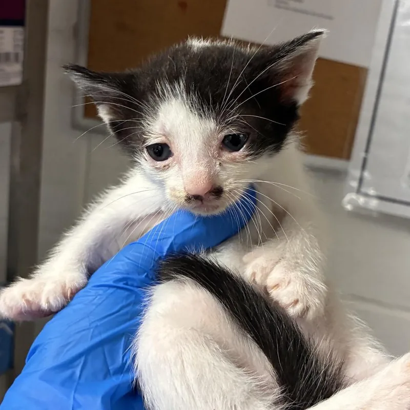 A baby small-sized female White Domestic Short Hair cat named Paris for adoption in Edinburg, TX