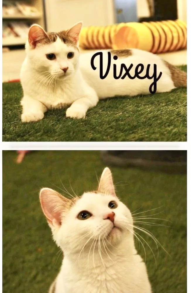 A young medium-sized female Black & White / Tuxedo Domestic Short Hair cat named Vixey for adoption in Rochester, IN