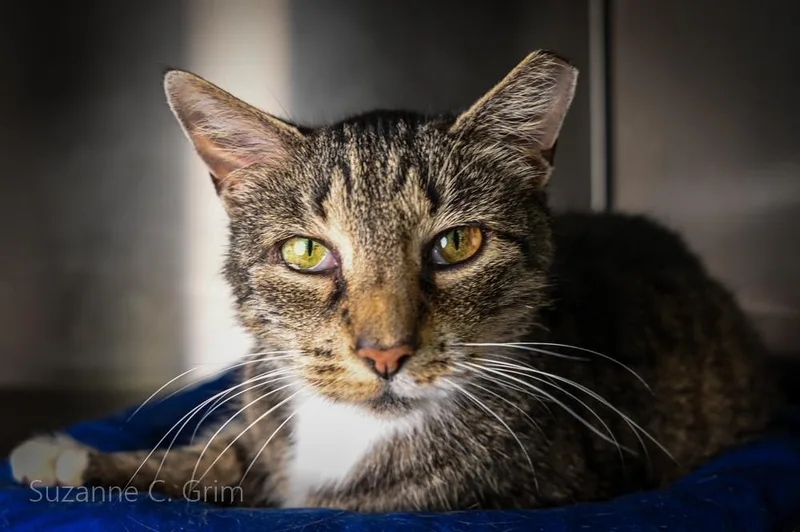 A senior medium-sized female Domestic Short Hair cat named Chief for adoption in New Orleans, LA