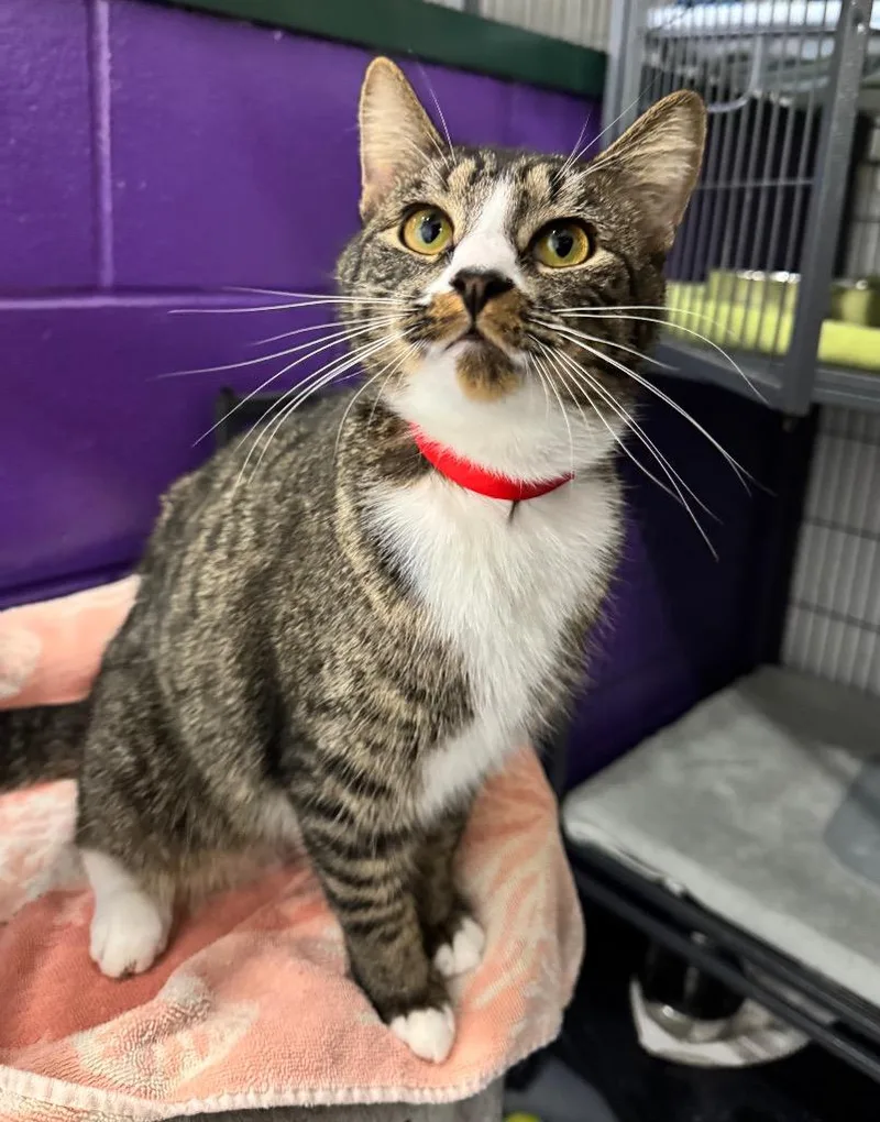 A young medium-sized female Domestic Short Hair cat named Lulu for adoption in St. Albans, VT