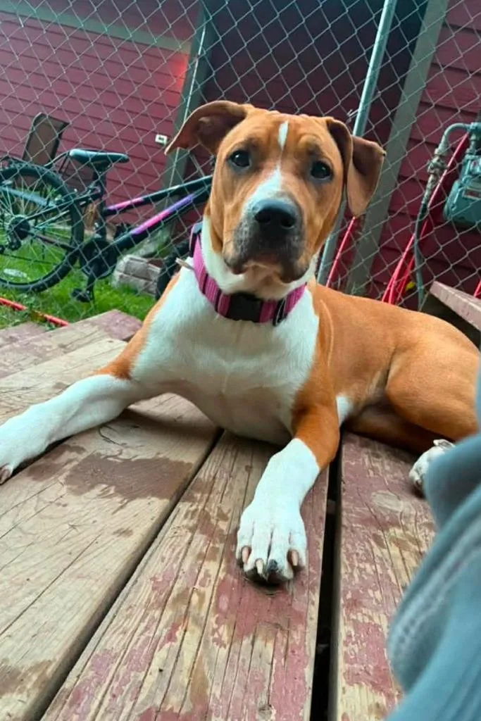 A baby medium-sized female Terrier dog named Whimsey for adoption in Ashland, WI