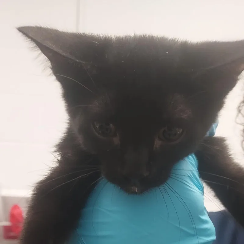 A baby small-sized female Black Domestic Short Hair cat named Tourmaline for adoption in West Palm Beach, FL