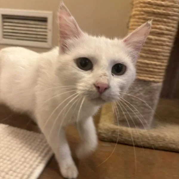 A young medium-sized female Domestic Short Hair cat named Mantella for adoption in Walnut Creek, CA