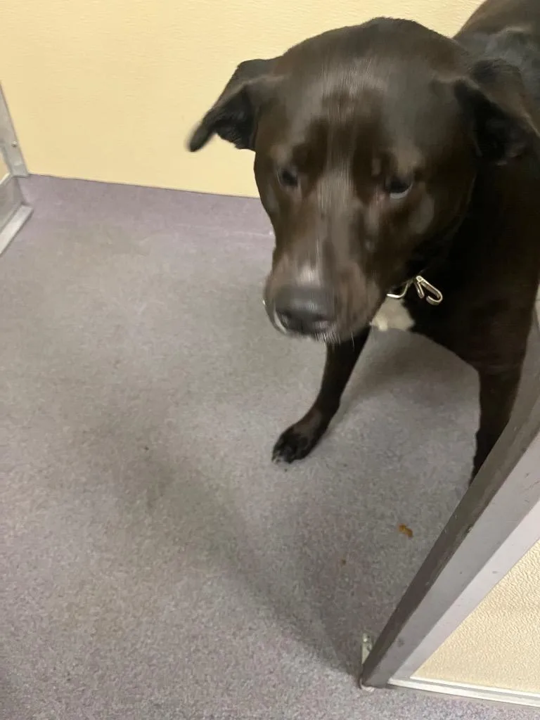 A young medium-sized female Labrador Retriever dog named Shannon for adoption in Benton, AR