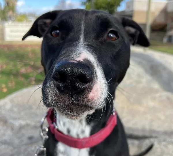 An adult large-sized male Pit Bull Terrier dog named Doc for adoption in El Cajon, CA