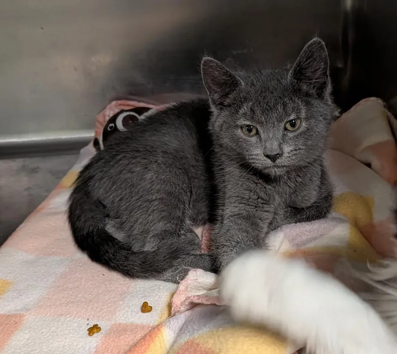 A baby small-sized male Gray / Blue / Silver Domestic Short Hair cat named Robby for adoption in Marietta, OH