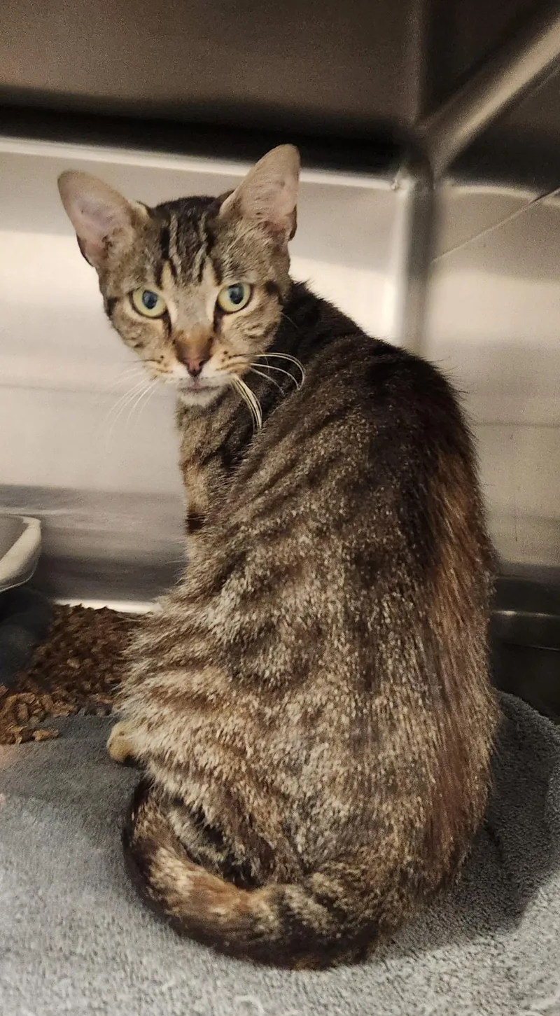 An adult medium-sized female Tabby (Brown / Chocolate) Domestic Short Hair cat named Hemera for adoption in Stanley, VA