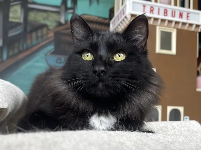 A baby medium-sized female Domestic Medium Hair cat named Pommi for adoption in Oakland, CA