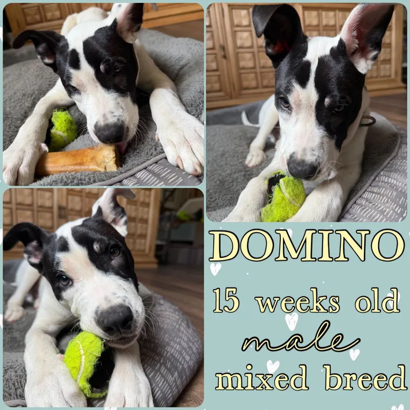 A young large-sized male American Bulldog dog named Domino for adoption in Grantville, PA