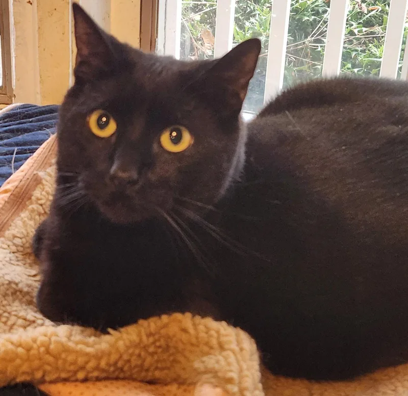 A young medium-sized female Black Domestic Short Hair cat named Roxy for adoption in Ocean Pines, MD