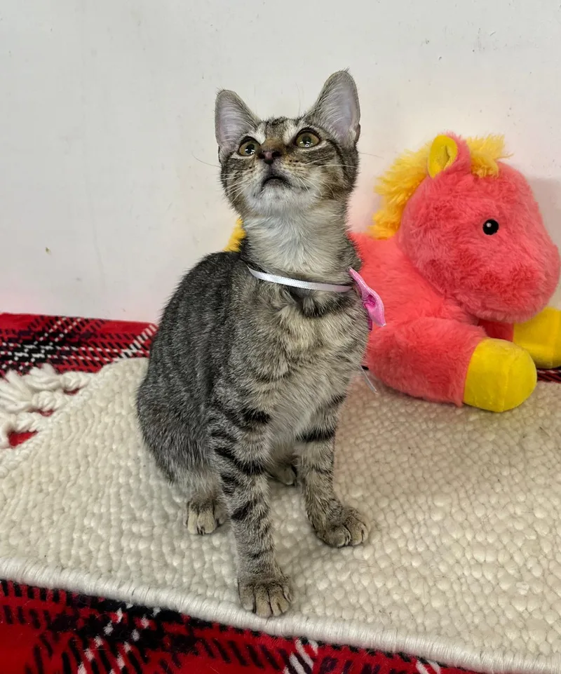 A baby medium-sized female Domestic Short Hair cat named Ada for adoption in Margate, FL