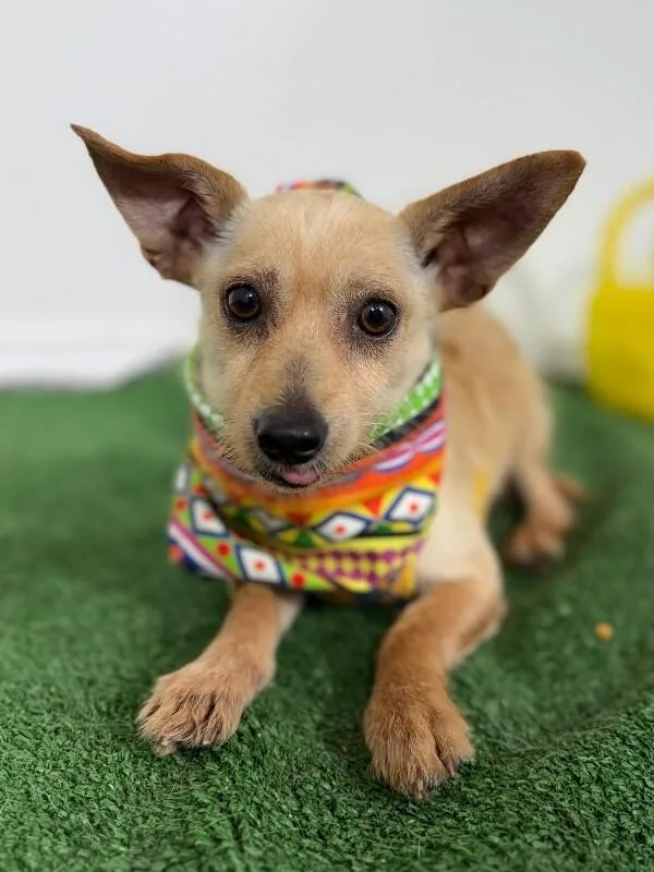 A young small-sized male Yellow / Tan / Blond / Fawn Chihuahua dog named Taco for adoption in Carlsbad, CA