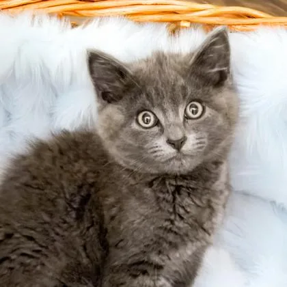 A baby small-sized male Domestic Medium Hair cat named Finch for adoption in Camano Island, WA