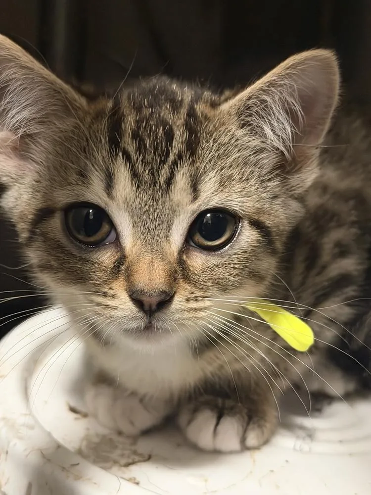 A baby small-sized female Bengal cat named Robin for adoption in Palatine, IL