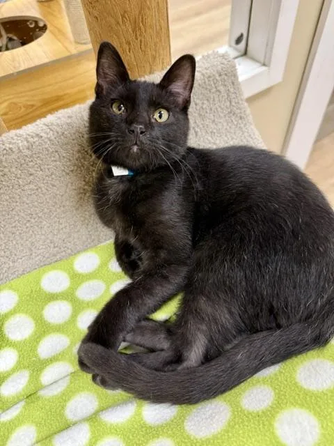 A baby small-sized male Black Domestic Short Hair cat named Merlin for adoption in Medina, OH