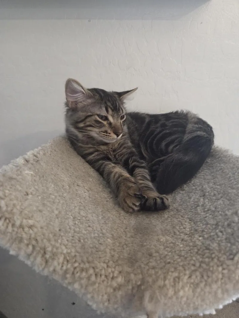 A young medium-sized male Brown / Chocolate Domestic Short Hair cat named Jimothee Chalamet for adoption in Chandler, AZ