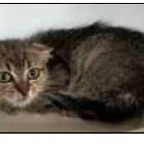 A young small-sized male Brown / Chocolate Domestic Short Hair cat named Mr Crabs for adoption in Middle Village, NY