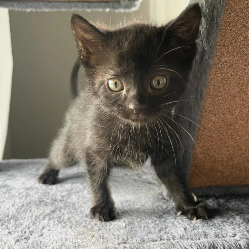 A baby small-sized female Black Domestic Short Hair cat named White Out for adoption in Rochester, MN