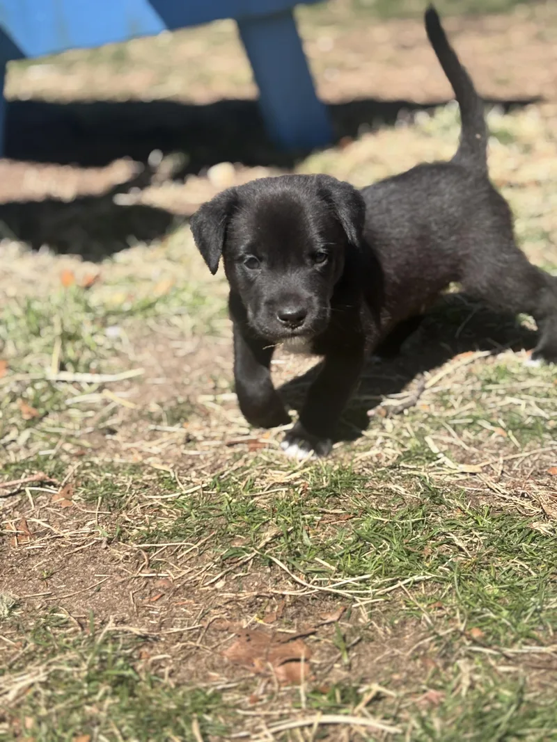 Rookie Skates ~ Local thumbnail 2