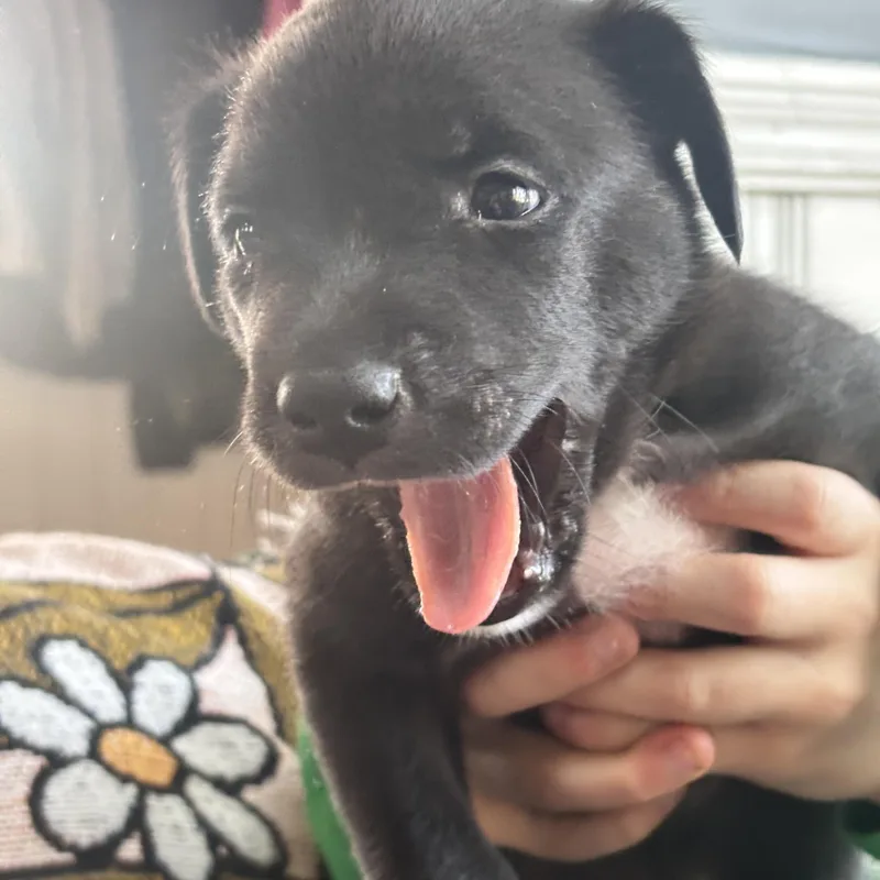 Rookie Skates ~ Local thumbnail 3