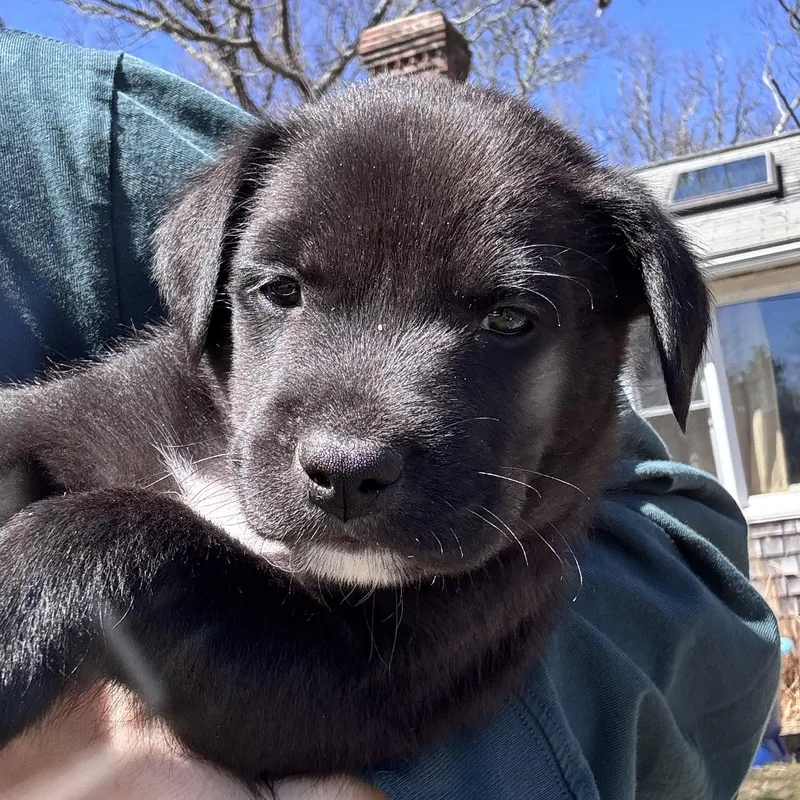 Rookie Skates ~ Local