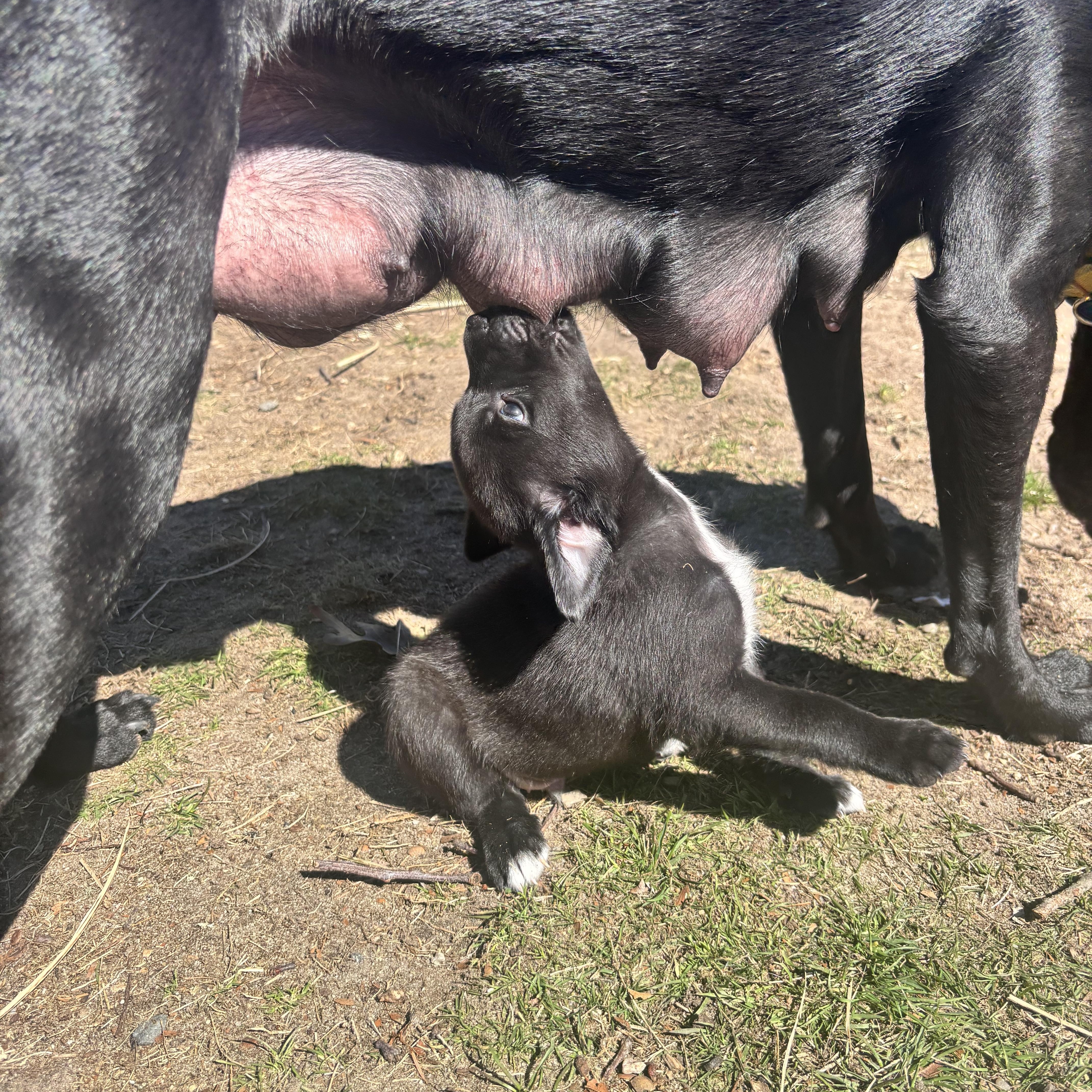 Rookie Skates ~ Local thumbnail 4