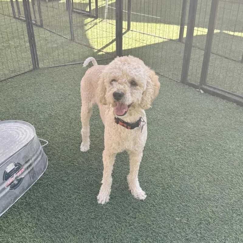 An adult small-sized male Poodle dog named Chowder for adoption in Agoura Hills, CA