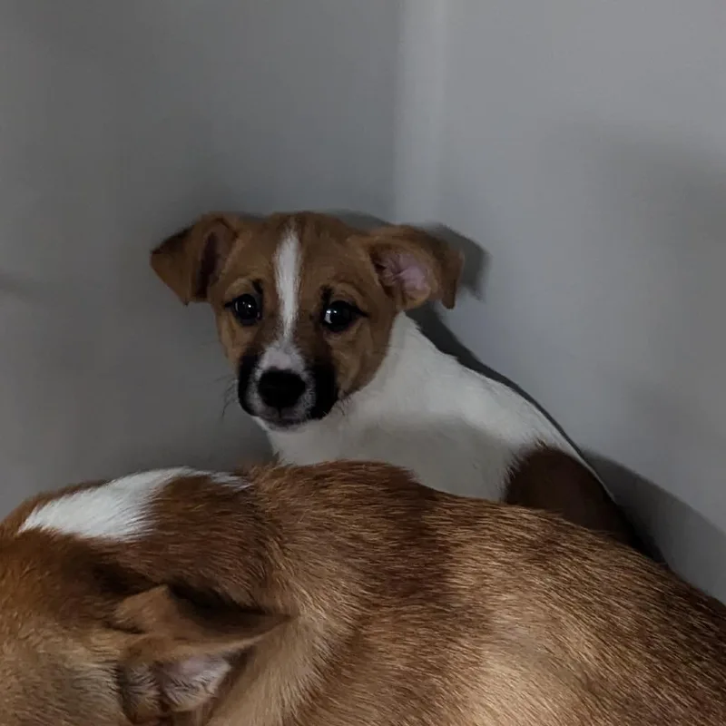 A baby small-sized male Yellow / Tan / Blond / Fawn Jack Russell Terrier dog named Mowgli for adoption in Charlottesville, VA