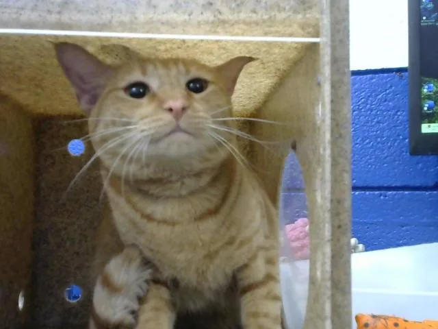 A young medium-sized female Domestic Short Hair cat named Olive for adoption in Albuquerque, NM
