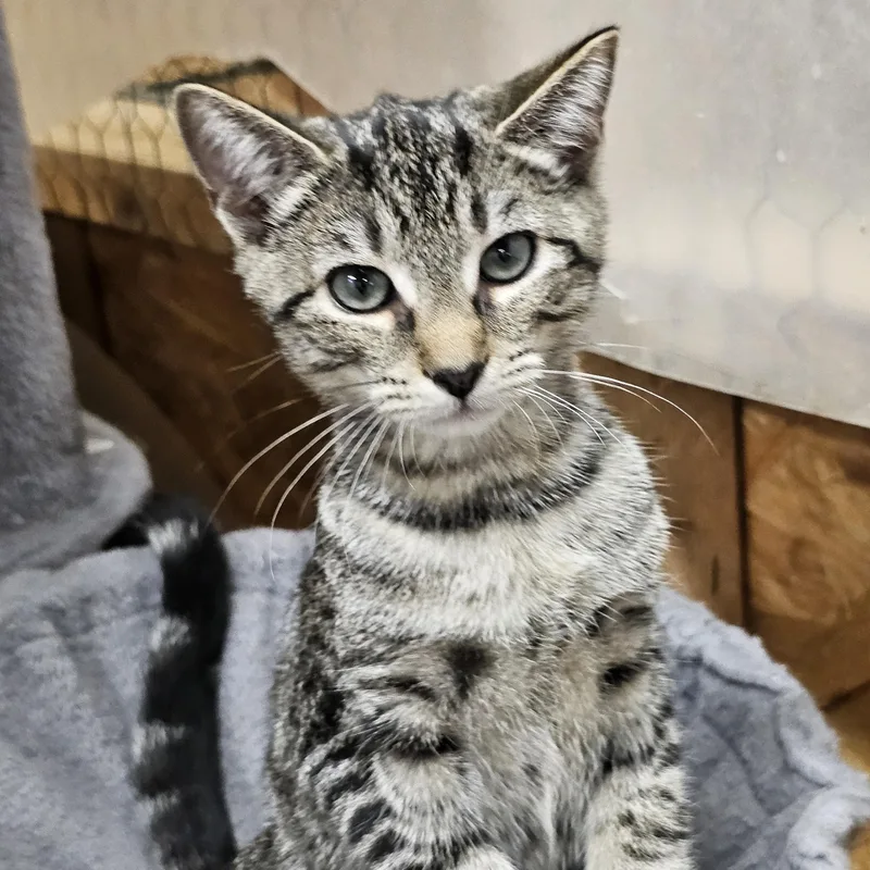A baby medium-sized female Tabby (Gray / Blue / Silver) American Bobtail cat named Billie Jean for adoption in Richmond, VA