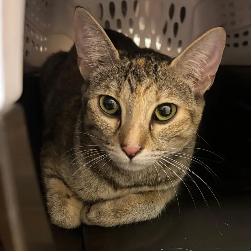 A young medium-sized female Brown / Chocolate Domestic Short Hair cat named Lucy for adoption in Springfield, MA