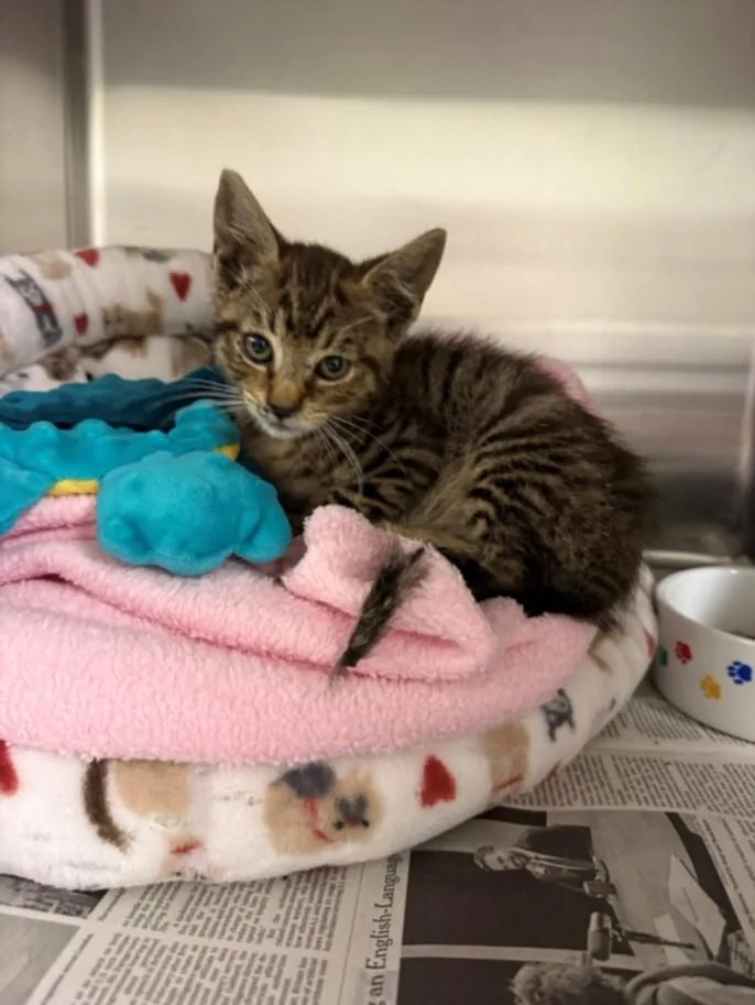 A baby small-sized male Domestic Short Hair cat named Pangea for adoption in Hayward, CA