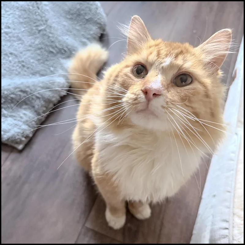 An adult medium-sized male Tabby (Orange / Red) Domestic Medium Hair cat named Simba for adoption in Roswell, GA