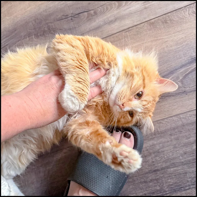 Simba thumbnail 2