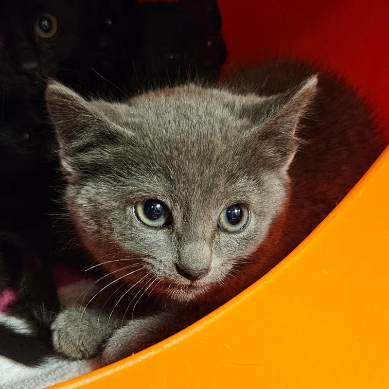 A baby small-sized female Gray / Blue / Silver Domestic Short Hair cat named Ebhsstray___ for adoption in Brookfield, WI