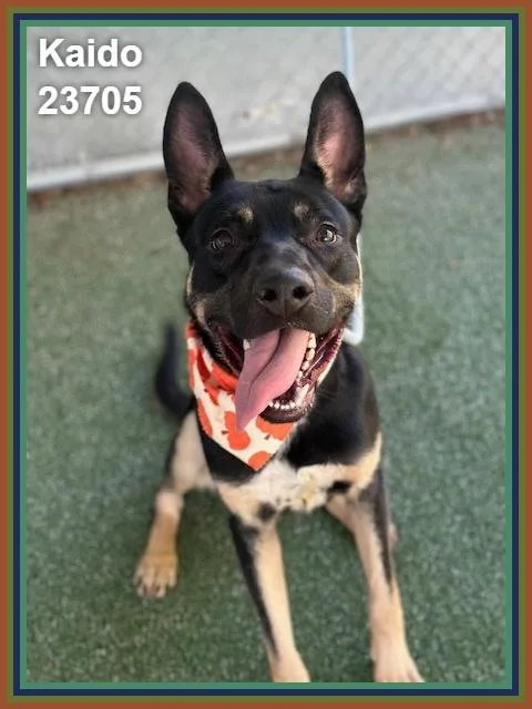A young medium-sized male Tricolor (Brown, Black, & White) Shepherd dog named Kaido for adoption in Marietta, GA