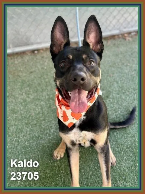 Kaido thumbnail 3