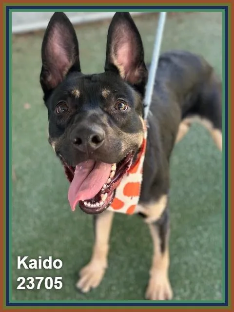 Kaido thumbnail 4