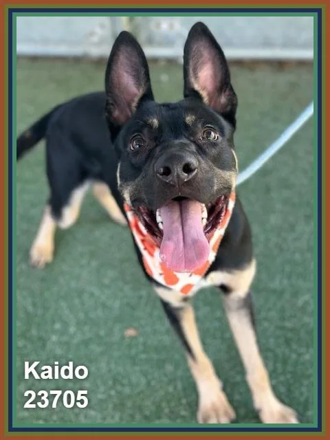 Kaido thumbnail 5