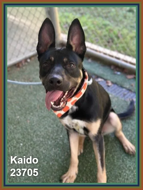 Kaido thumbnail 6