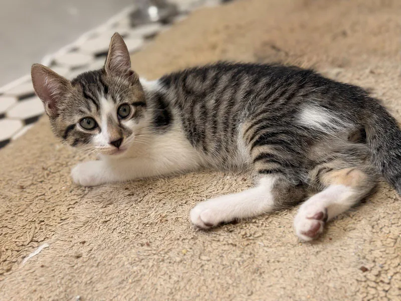 A baby small-sized male Tabby (Buff / Tan / Fawn) Domestic Short Hair cat named Alfie for adoption in Brooklyn, NY